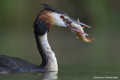 Great Crested Grebe hunting fish
