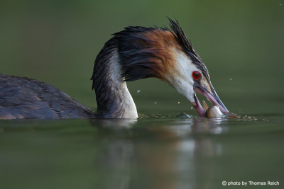 Great Crested Grebe after the dive