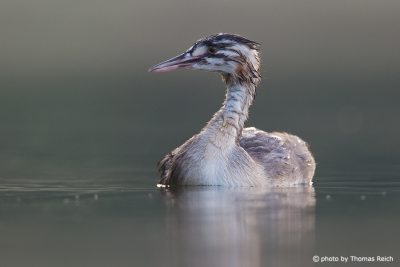 Young grebe