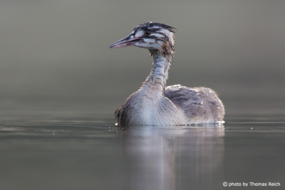 Great Crested Grebe immature