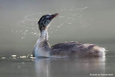 Wet Great Crested Grebe immature