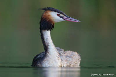 Great Crested Grebe appearance