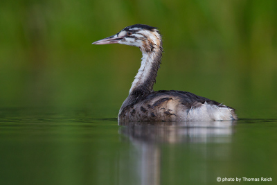 Young Great Crested Grebe after diving