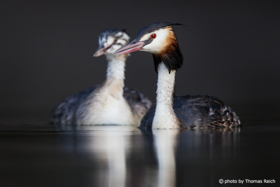 Great Crested Grebe adult and immature