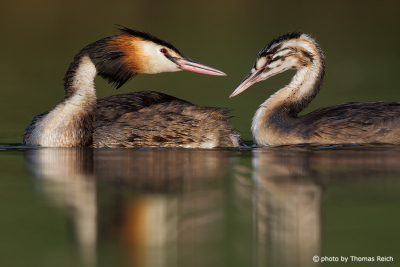 Great Crested Grebe adult and juvenile