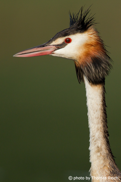 Bird Portrait if Great Crested Grebe from the side