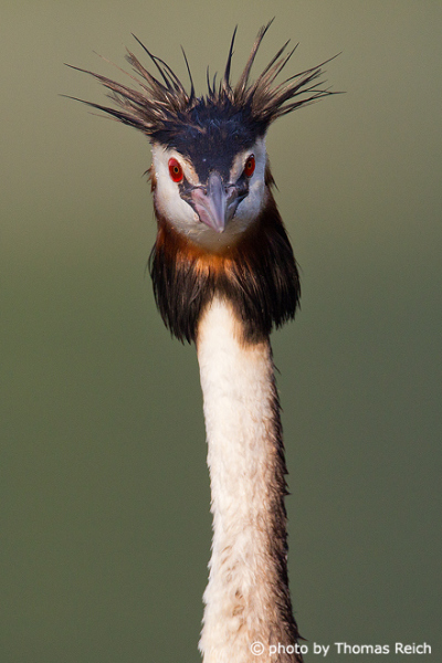 Portrait of Great Crested Grebe head-on