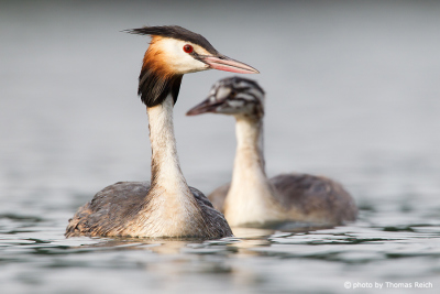 Great Crested Grebe juvenile with adult
