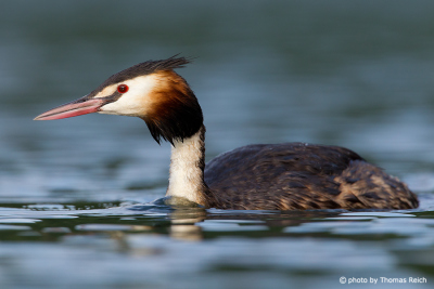 Great Crested Grebe on the hunt