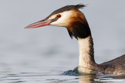 Great Crested Grebe at baltic sea