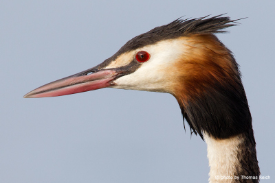 Great Crested Grebe close up side view