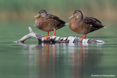 Two female Mallard ducks