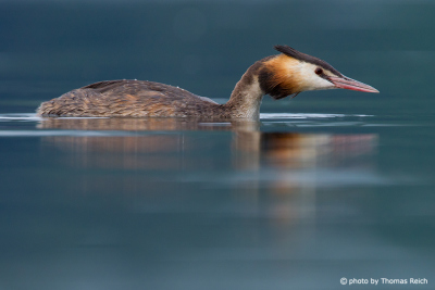 Great Crested Grebe hunts