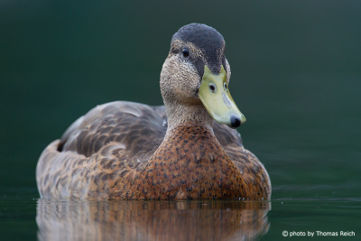 Mallard duck female size and height