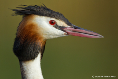 Great Crested Grebe with red eyes