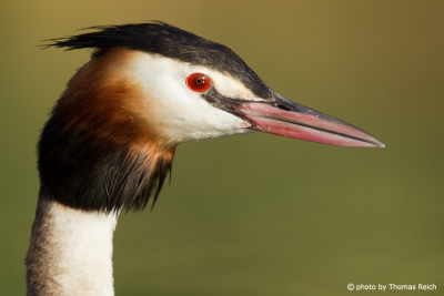 Great Crested Grebe portrait