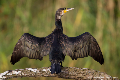 Great Cormorant drying plumage