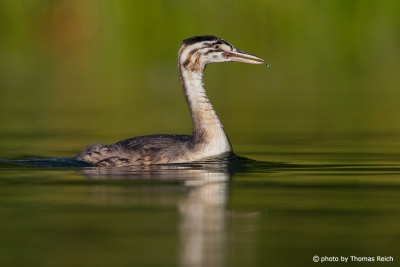 Young Great Crested Grebe in shallow waters