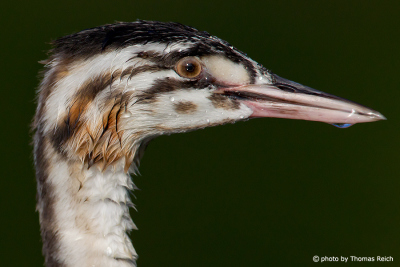 Young great Crested Grebe bird portrait