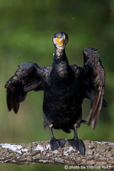 Black Great Cormorant shakes wings