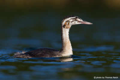 Great Crested Grebe junior