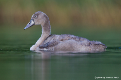 Young Mute Swan swimming in lake