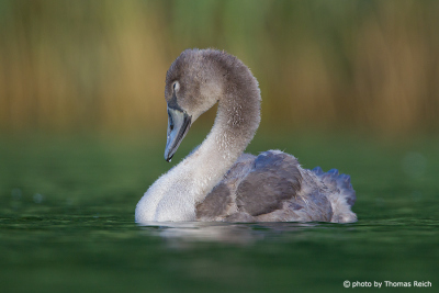 Mute Swan baby