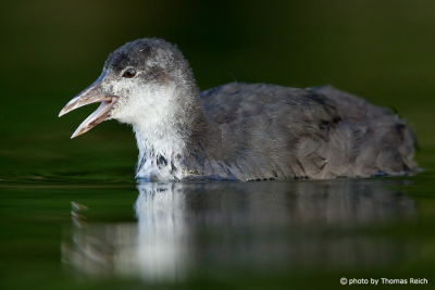Noise of a young Eurasian Coot
