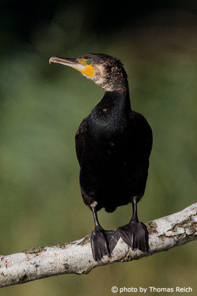 Great Cormorant sitting on branch