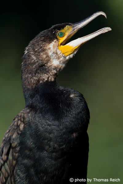 Great Cormorant sound
