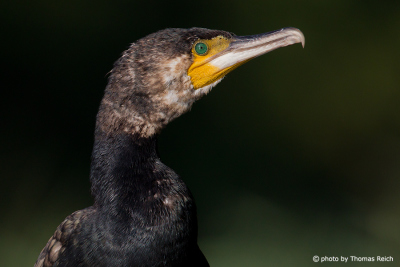 Great Cormorant in Germany