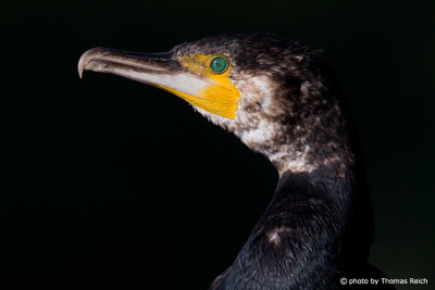 Great Cormorant hook-shaped beak