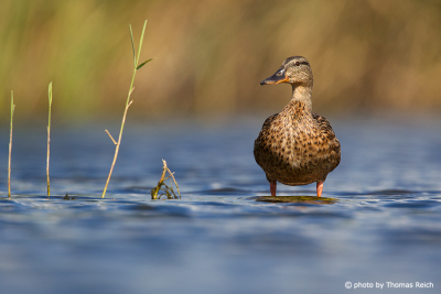 Mallard duck stands in shallow water