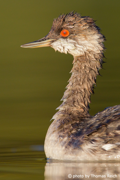 Black-necked Grebe close up