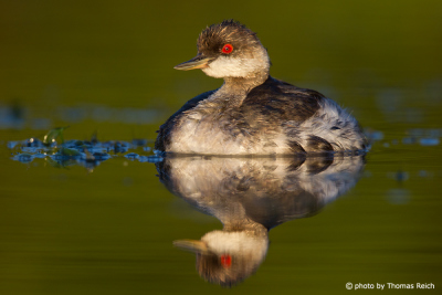 Black-necked Grebe looking for food