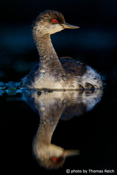 Black-necked Grebe reflects in the water