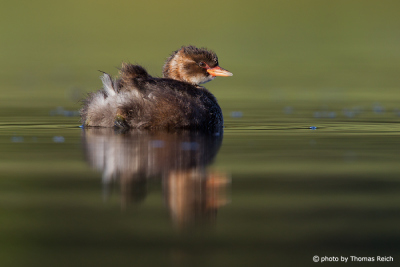 Young Little Grebe in the lake