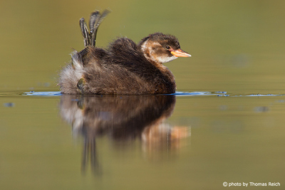 Little Grebe stretches feet