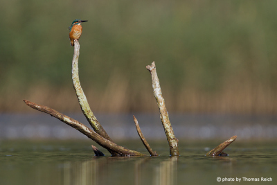 Common Kingfisher territory