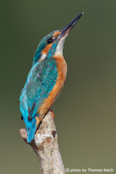 Common Kingfisher brilliant colors