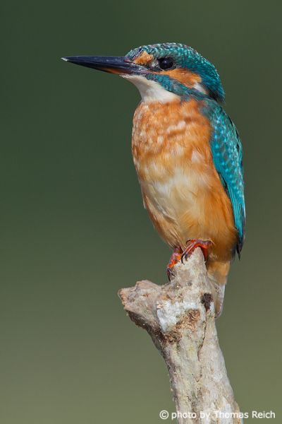 Common Kingfisher weight