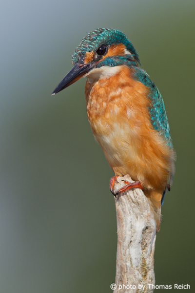River Kingfisher bird with orange chest feathers