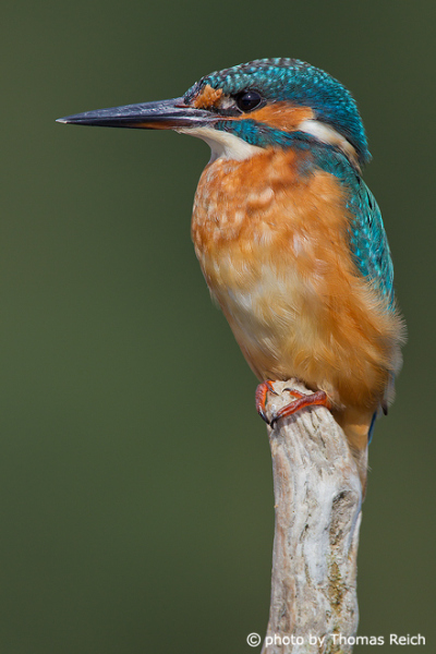 River Kingfisher size