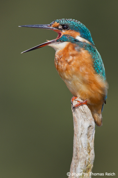Common Kingfisher voice