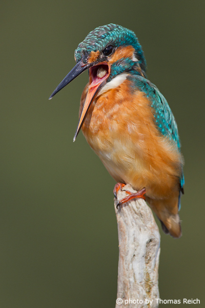 Pellet of a common kingfisher bird