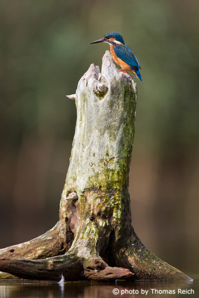 Eurasian Kingfisher perch on stump