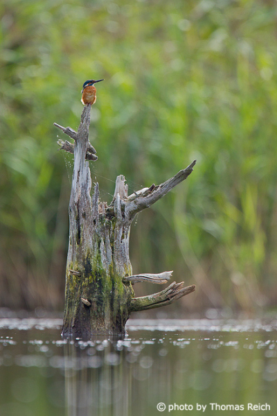 Common Kingfisher sits on old stump