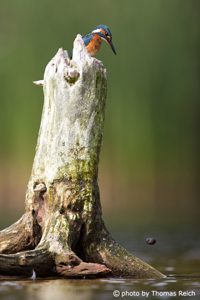 Common Kingfisher perch on stump