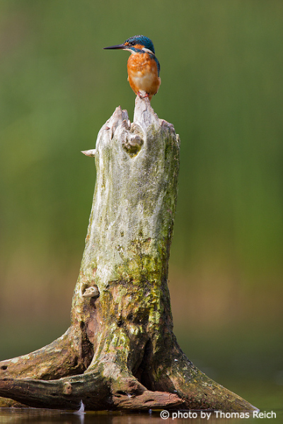 Eisvogel sitzt auf altem Baumstumpf