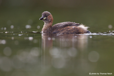 Little Grebe swimms in the lake